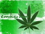Cannabis